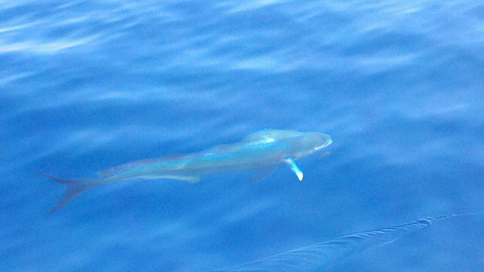 Blue Shark on the Fly  Sids Fishing Adventures