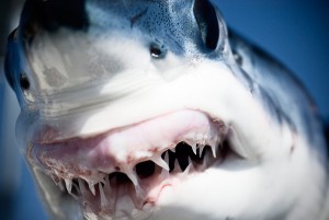Shark Fishing Charters, Trips & Guides - Catch Mako Sharks San Diego  TheFlyStop
