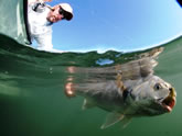 Bay Fishing, On the Fly Fishing Charters, California Shark Fishing, San Diego, CA