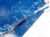 Offshore Fishing, On the Fly Fishing Charters, California Shark Fishing, San Diego, CA