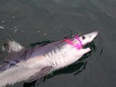 Shark, On the Fly Fishing Charters, California Shark Fishing, San Diego, CA