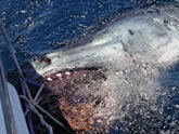 Shark, On the Fly Fishing Charters, California Shark Fishing, San Diego, CA