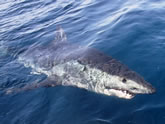 Shark, On the Fly Fishing Charters, California Shark Fishing, San Diego, CA