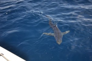 Blue sharks and a mako hooked today!