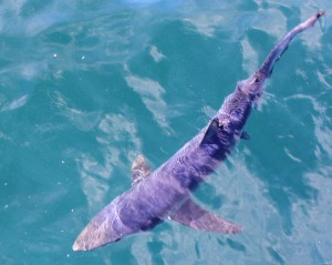 Excellent blue shark fishing today!