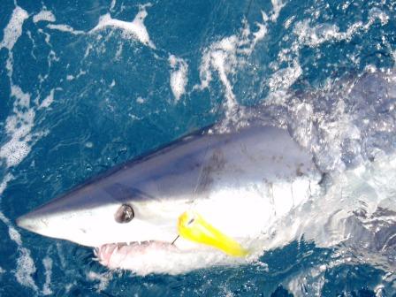 Makos and blue sharks released on todays charter