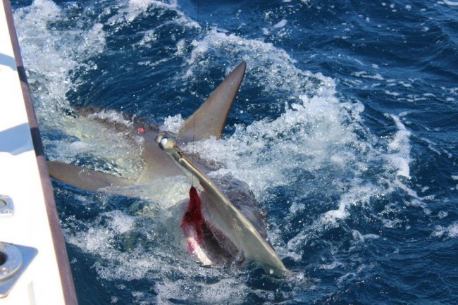 Hammerhead shark released On The Fly today!