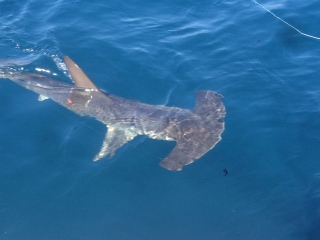Makos and hammerheads in the slick this week