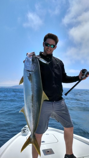 Yellow tail in the chum slick a few times this past week!