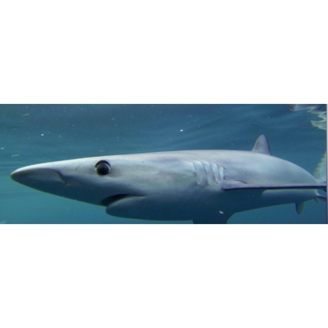 Blue sharks are back!