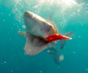 Mako shark fly fishing