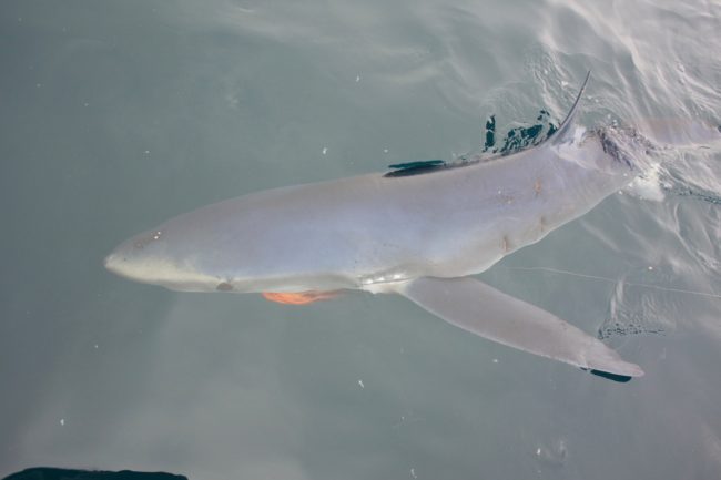 Blue sharks on the bite and mako season’s approaching quickly