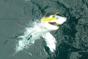 Good numbers of mako and blues on our shark fishing charters