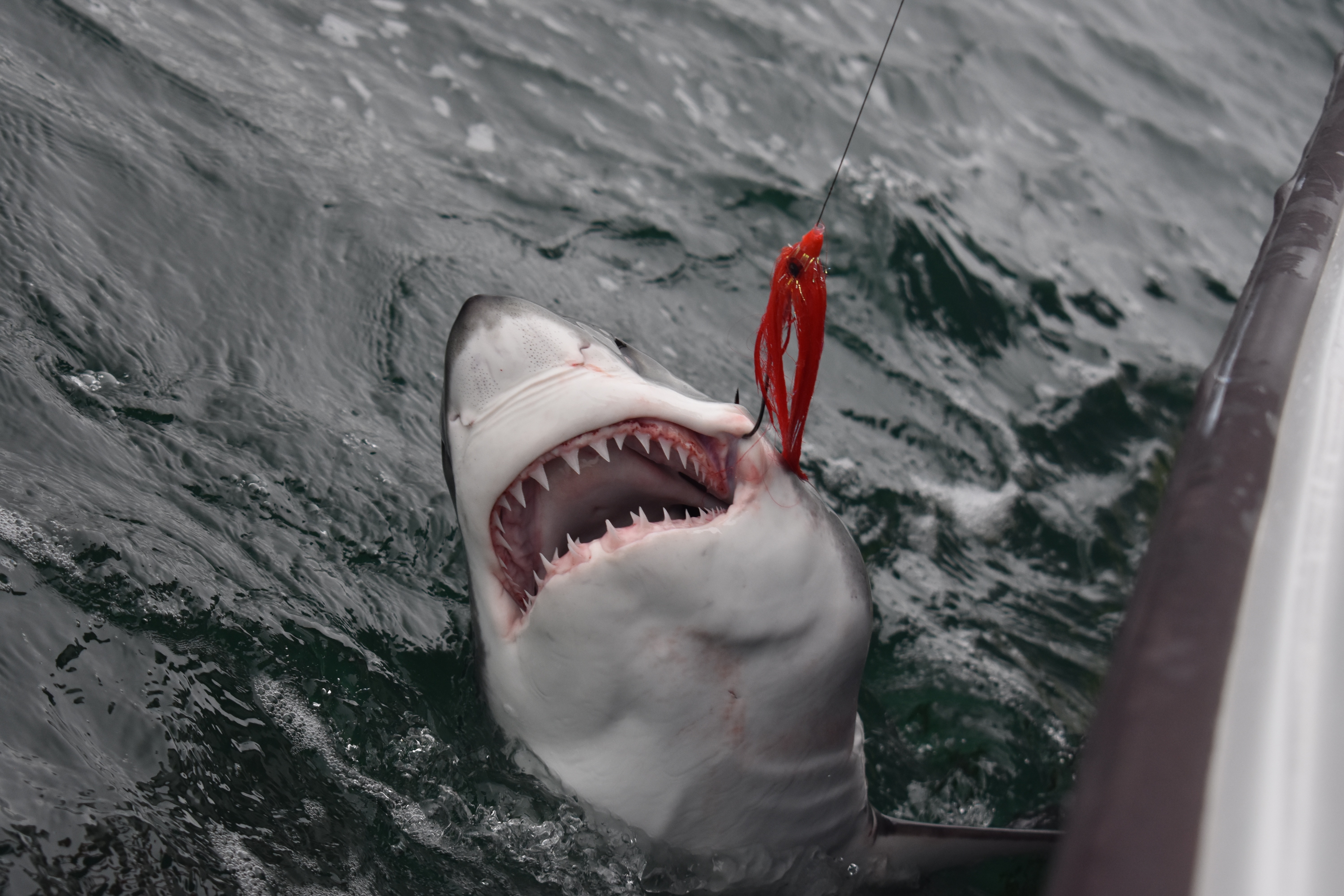 Great shark fishing continues - On The Fly Fishing Charters