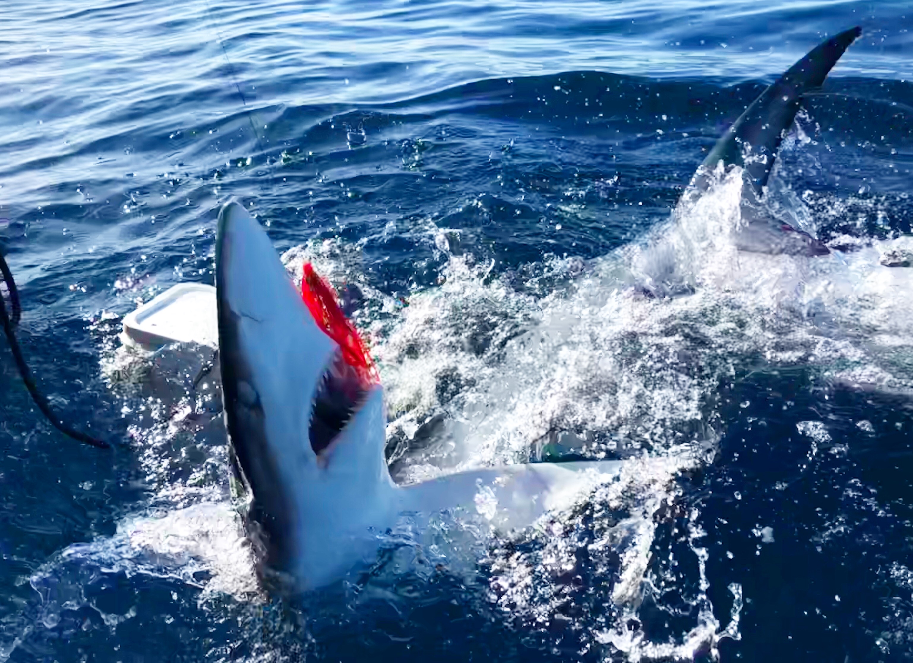 Blue shark fishing has been good this month - On The Fly Fishing