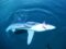 Blue shark fishing has been steady the last few weeks