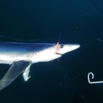 Blue Shark, On the Fly Fishing Charters, California Shark Fishing, San Diego, CA