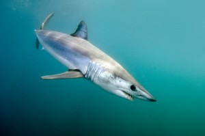 Mako Shark Fly Fishing Charters