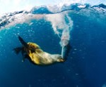 Inshore Fishing, On the Fly Fishing Charters, California Shark Fishing, San Diego, CA