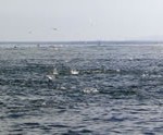 Inshore Fishing, On the Fly Fishing Charters, California Shark Fishing, San Diego, CA