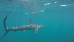 Hammerhead sharks this month!