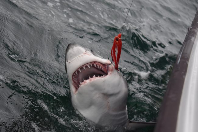 Shark fly fishing in San Diego